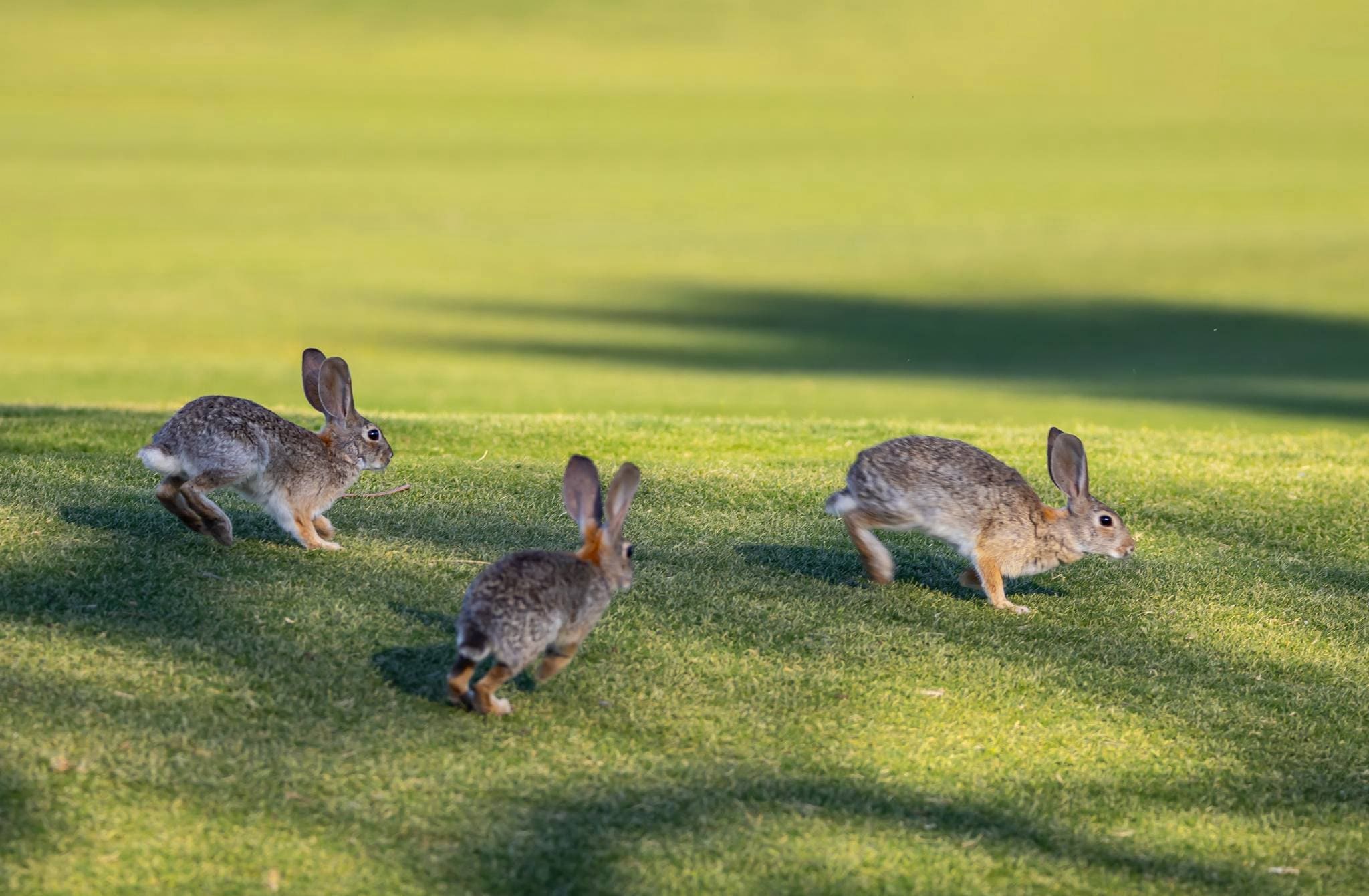 Group of cute Bunnies